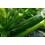 Graine de Courgette Tiziano F1 (hybride) (1.000 graine)