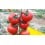 Graine tomate Suca F1 (hybride) (1.000 graine)