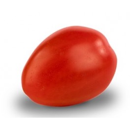 Graine tomate Solemio F1 (hybride) (1.000 graine)