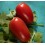 Graine tomate Solemio F1 (hybride) (1.000 graine)