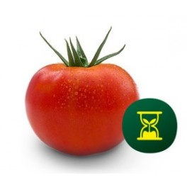 Graine tomate Duratom F1 (hybride) (1.000 graine)