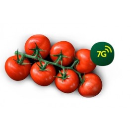 Graine tomate Ateneo F1 (hybride) (1.000 graine)