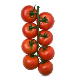 Semilla tomate Alcazaba F1 (híbrida) (1.000 semillas)