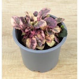 Ajuga Reptans nuancé (pot 10,5 cm ø)