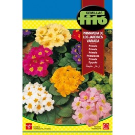 Graine de Primula de Printemps des Jardins Variées.