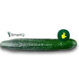 Semilla pepino Nairobi F1 (híbrida) (1.000 semillas)