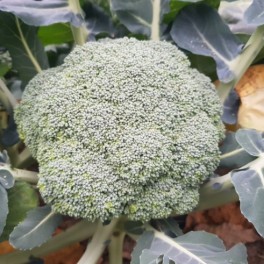 Graine de Brocoli Meraki F1 (hybride) (automne - hiver)  (1.000 Graine)