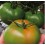 Graine tomate Anairis F1 (hybride) (1 000 graines)