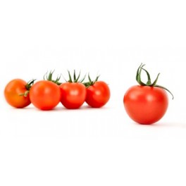 Graine tomate Laujar F1 (hybride) (1 000 graines)