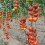 Graine tomate Laujar F1 (hybride) (1 000 graines)