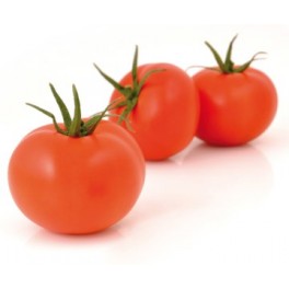 Graine tomate Roque F1 (hybride) (1 000 graines)