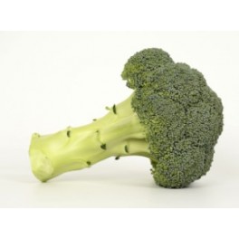 Graine de Brocoli Shard  F1 (hybride) (1.000 graine)