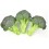 Graine de Brocoli Titanium F1 (hybride) (1.000 graine)