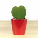 Hoya Kerrii o planta del corazon (maceta 7 cm ø)