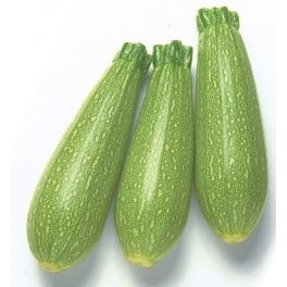 Graine de Courgette Brillante F1 (hybride) (1.000 graine)