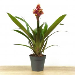 Guzmania Brush (maceta 13 cm ø)