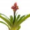 Guzmania Brush (maceta 13 cm ø)