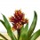 Guzmania Brush (maceta 13 cm ø)