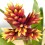 Guzmania Brush (maceta 13 cm ø)