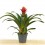 Guzmania Punta (pot 13 cm ø)