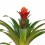 Guzmania Punta (maceta 13 cm ø)