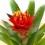 Guzmania Punta (maceta 13 cm ø)