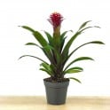 Guzmania Francesca (pot 13 cm ø)