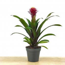 Guzmania Francesca (pot 13 cm ø)