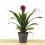 Guzmania Francesca (pot 13 cm ø)