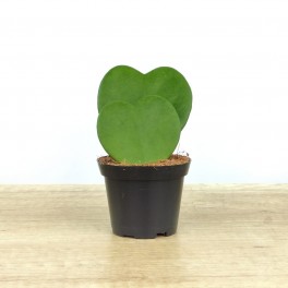 Hoya Kerrii o planta del corazon doble (maceta 7 cm ø)