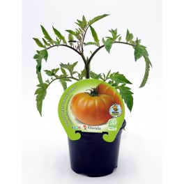 Plantel tomate muchamiel natural (maceta 10,5 cm Ø)