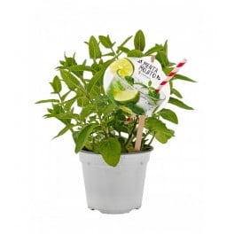 Menthe Mojito (pot 14 cm Ø)