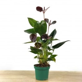 Anthurium chocolat