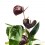 Anthurium chocolat