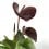 Anthurium chocolat