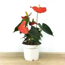 Anthurium Orange