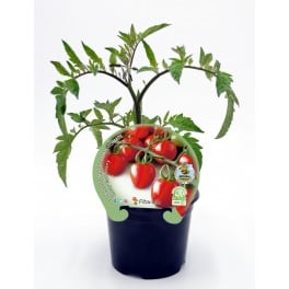 Plantel tomate cherry garden berry natural (maceta 10,5 cm Ø)