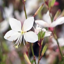 Gaura lindheimeri