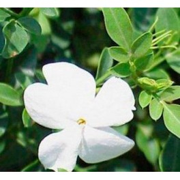 Jasmine grandiflorum oder andalusischer Jasmin