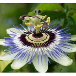 Passiflora caerulea (vaso 19 cm ø)