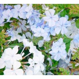 Plumbago ou Célestine