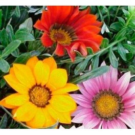 Gazania