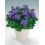 Agerato o ageratum