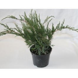 Juniperus rastrer (test 18 cm ø)