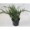 Juniperus rastrer (test 18 cm ø)