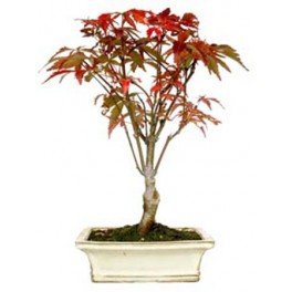 Acer bonsai ou Bôrdo-japonês (Acer palmatum)