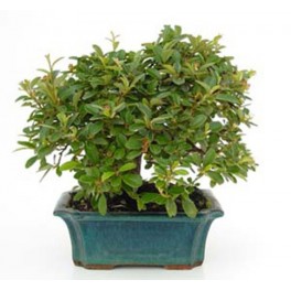 Bonsai Cotoneaster (Cotoneaster)