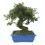 Bonsai Cotoneaster (Cotoneaster)