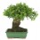 Bonsai Cotoneaster (Cotoneaster)