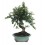 Bonsai Cotoneaster (Cotoneaster)